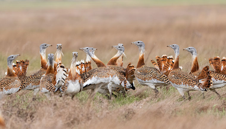 Great_bustard_avutarda_pioc_salvatge