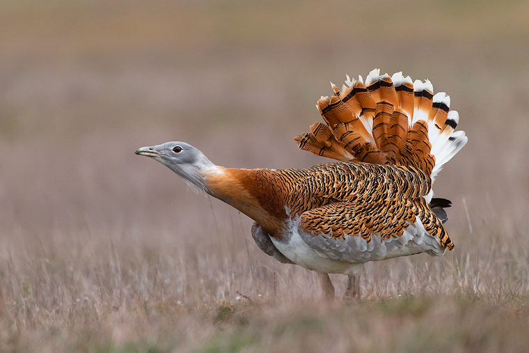 Great_bustard_Avutarda_pioc