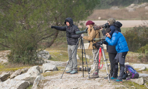 Birdwatching_Andújar