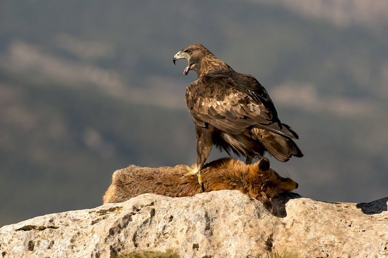 hide_pl_golden_eagle_aguila_real_aguila_daurada_02