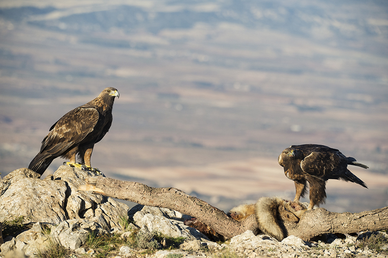 hide_pl_golden_eagle_aguila_real_aguila_daurada_07