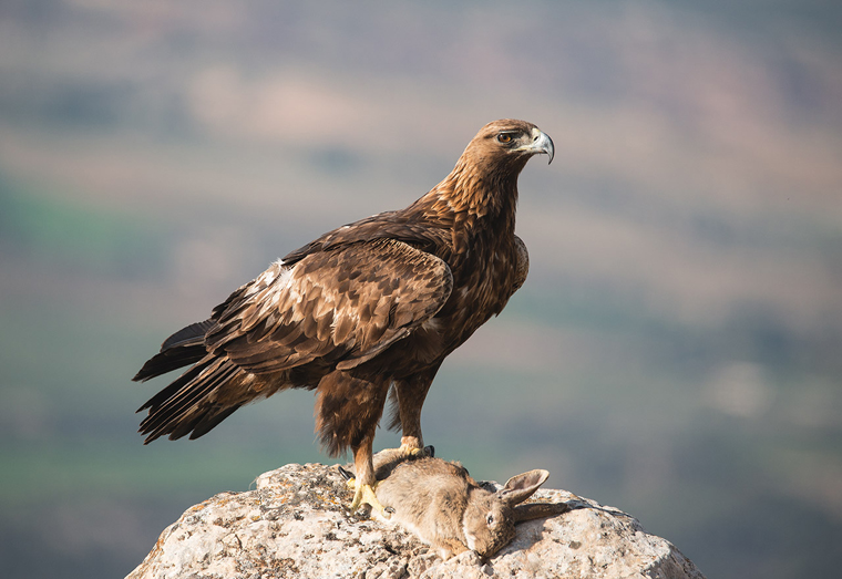 hide_pl_golden_eagle_aguila_real_aguila_daurada_08