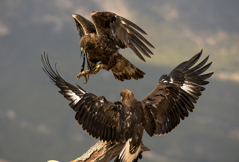 hide_pl_golden_eagle_aguila_real_aguila_daurada_12