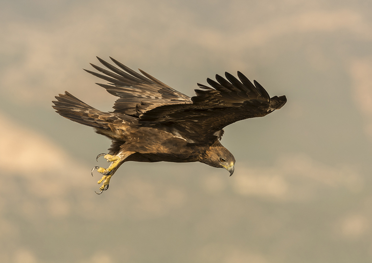 hide_pl_golden_eagle_aguila_real_aguila_daurada_15