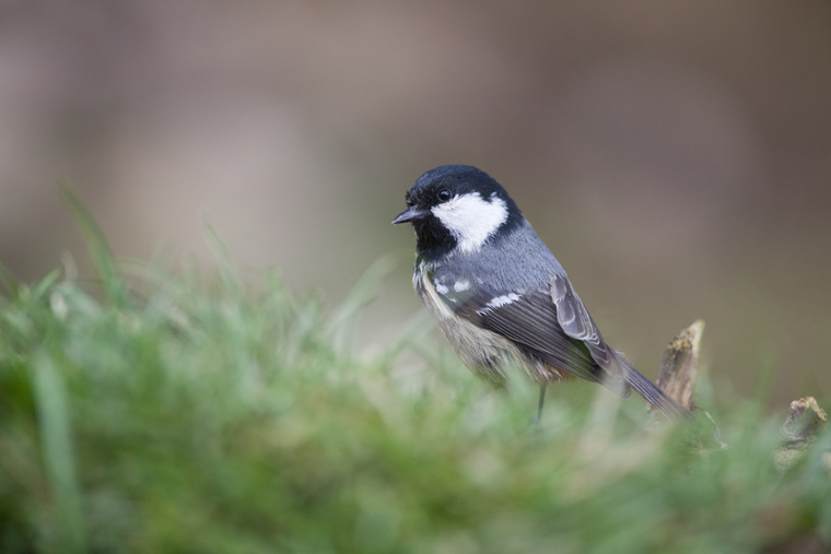 pl_hide-coal_tit_carbonero_garrapinos_mallerenga_petita_02