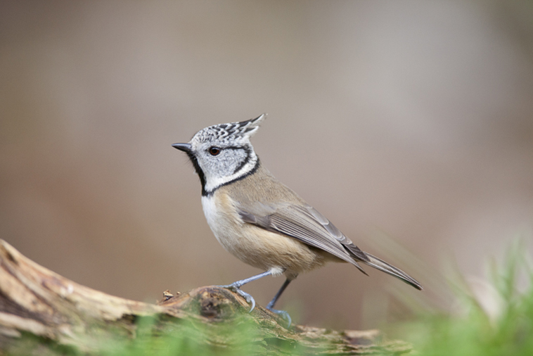 pl_hide-crested_tit_herrerillo_capuchino_mallernga_emplomallada_04