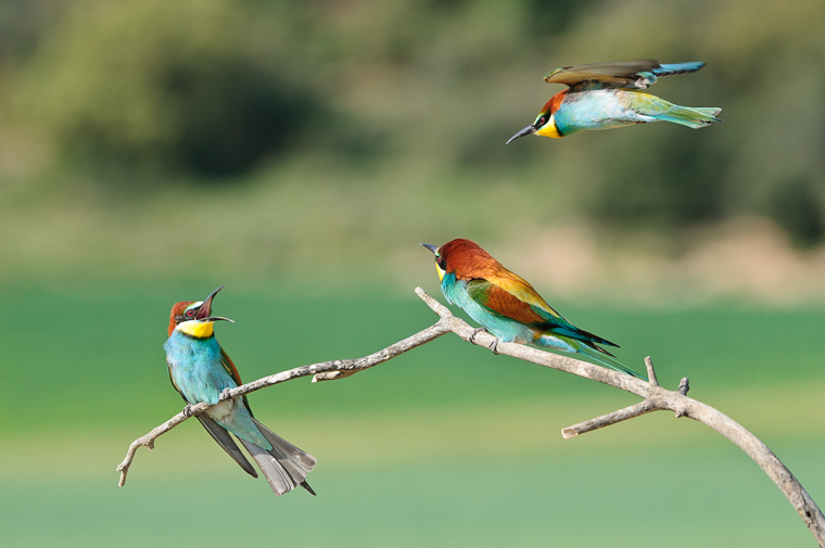 pl_hide_bee-eater_abejaruco_abellerol_03