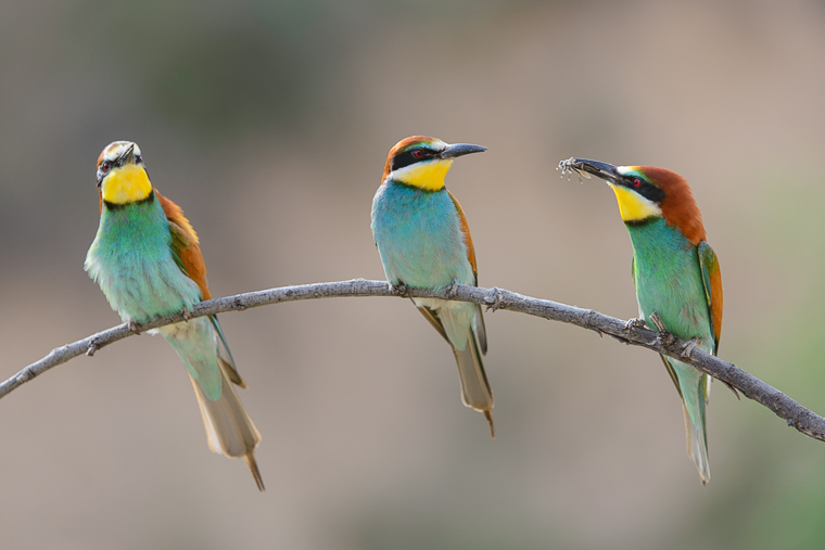 pl_hide_bee-eater_abejaruco_abellerol_04