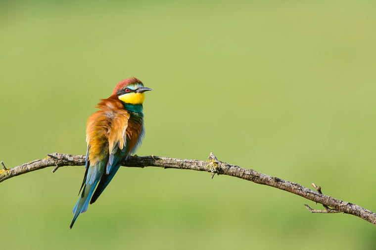 pl_hide_bee-eater_abejaruco_abellerol_06