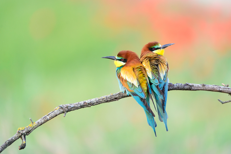 pl_hide_bee-eater_abejaruco_abellerol_08