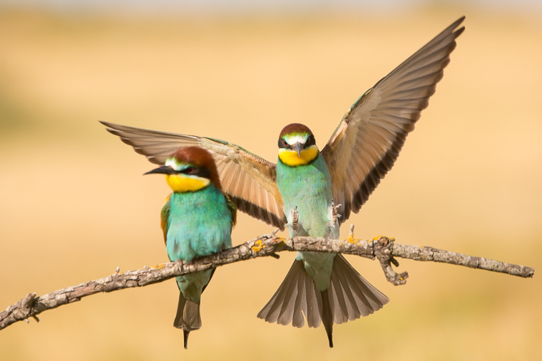 pl_hide_bee-eater_abejaruco_abellerol_12