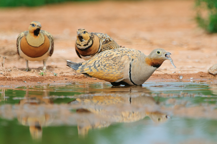 pl_hide_black-bellied_sandgrouse_ganga_ortega_11