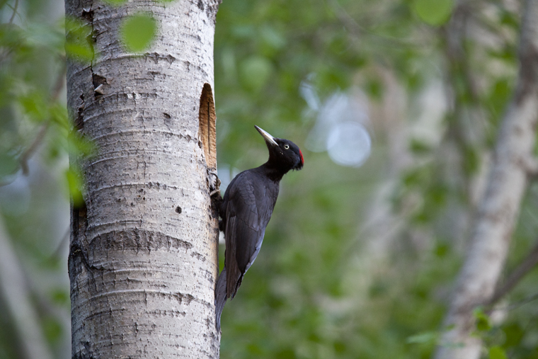 pl_hide_black_woodpecker_pito_negro_picot_negre_03