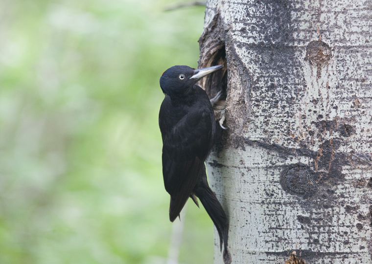 pl_hide_black_woodpecker_pito_negro_picot_negre_04