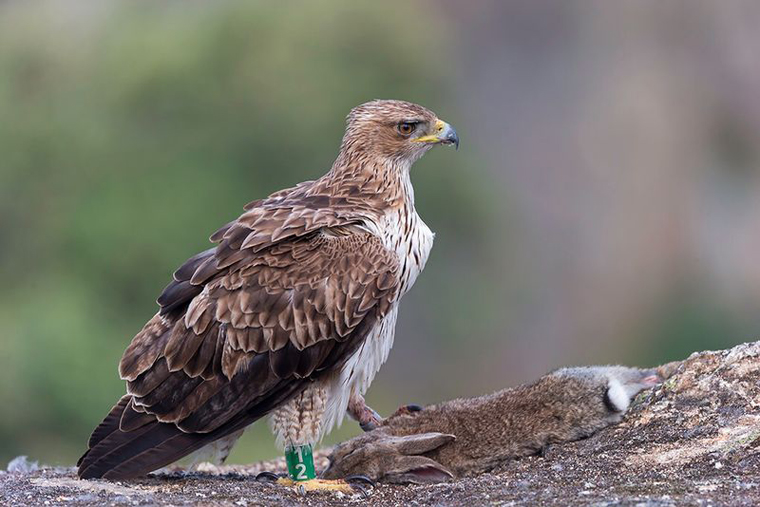 pl_hide_bonellis_eagle_aguila_perdicera_aguila_cuabarrada_02