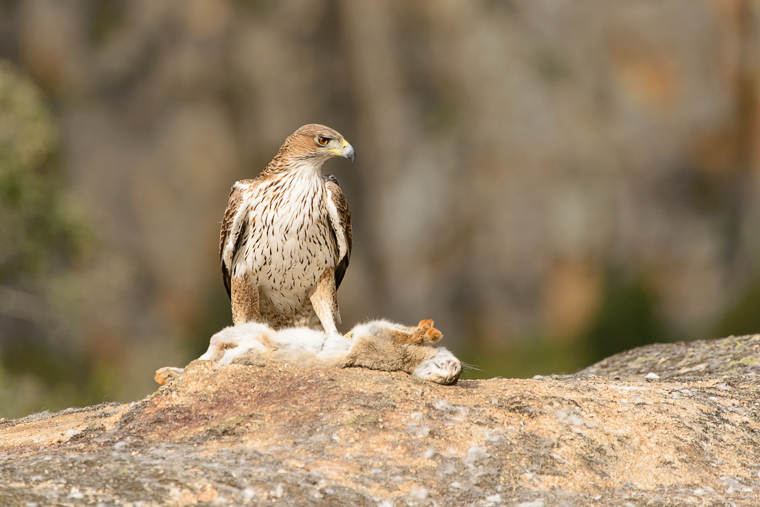 pl_hide_bonellis_eagle_aguila_perdicera_aguila_cuabarrada_12