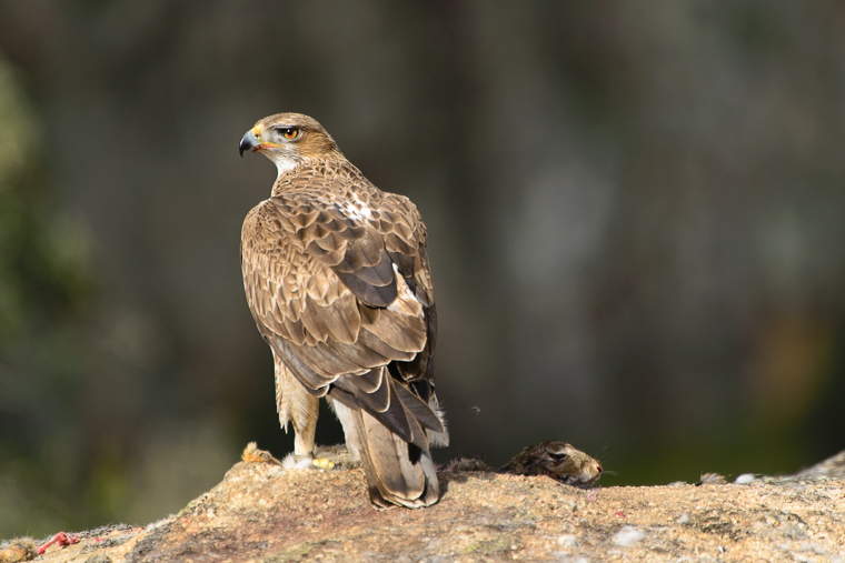 pl_hide_bonellis_eagle_aguila_perdicera_aguila_cuabarrada_13