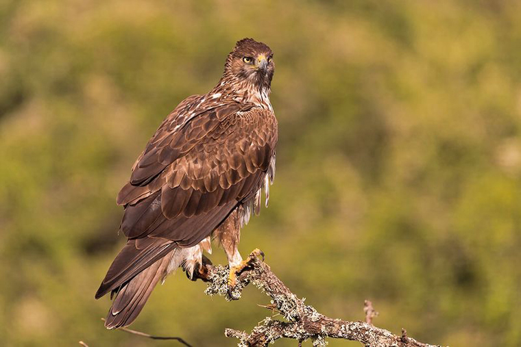 pl_hide_bonellis_eagle_aguila_perdicera_aguila_real_04