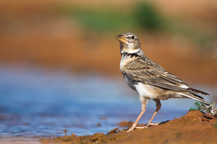 pl_hide_calandra_larck_calandria_06