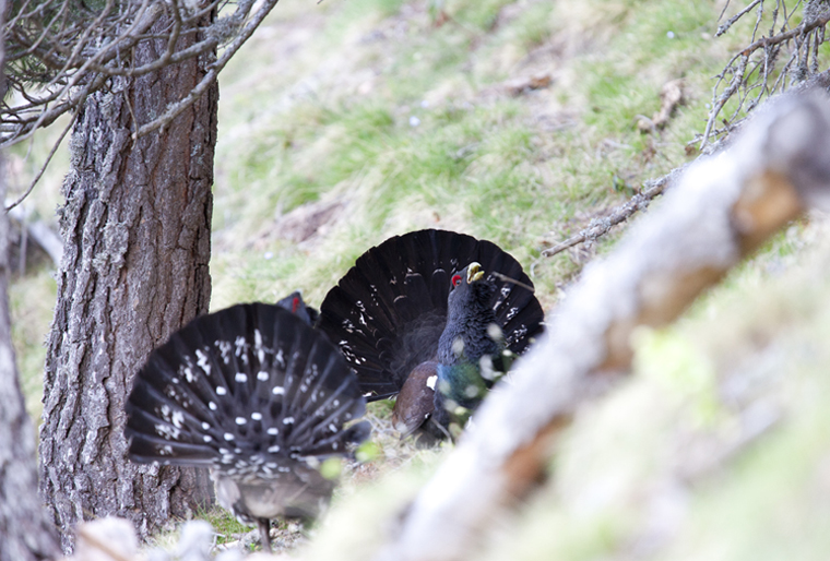 pl_hide_capercaillie_urogallo_gall_fer_02