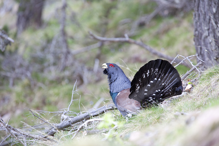 pl_hide_capercaillie_urogallo_gall_fer_03