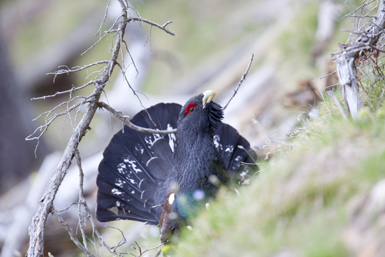 pl_hide_capercaillie_urogallo_gall_fer_06