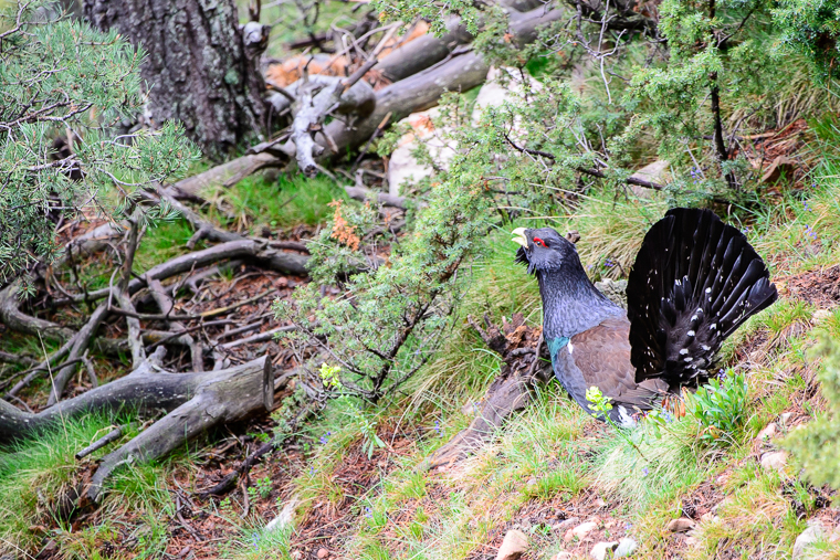 pl_hide_capercaillie_urogallo_gall_fer_13