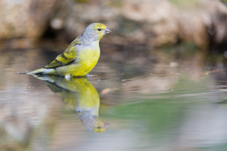 pl_hide_citril_finch_verderon_serrano_llucareta_12