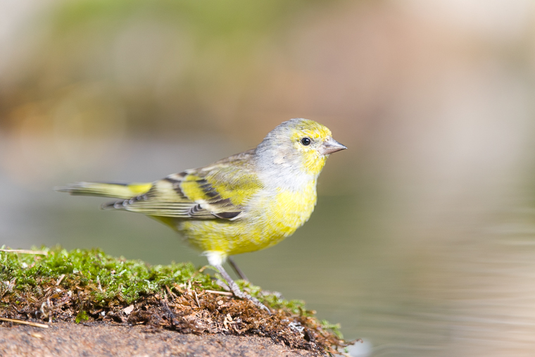 citril_finch_verderon_serrano_llucareta