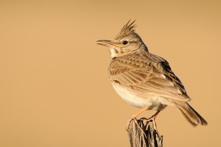 pl_hide_crested_lark_cogujada_cogullada_03