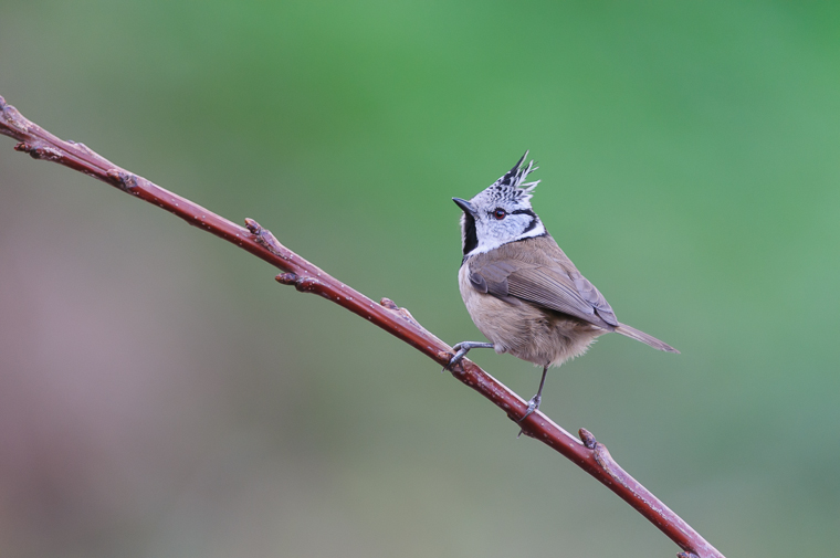 pl_hide_crested_tit_herrerillo_capuchino_mallerenga_emplomallada_01