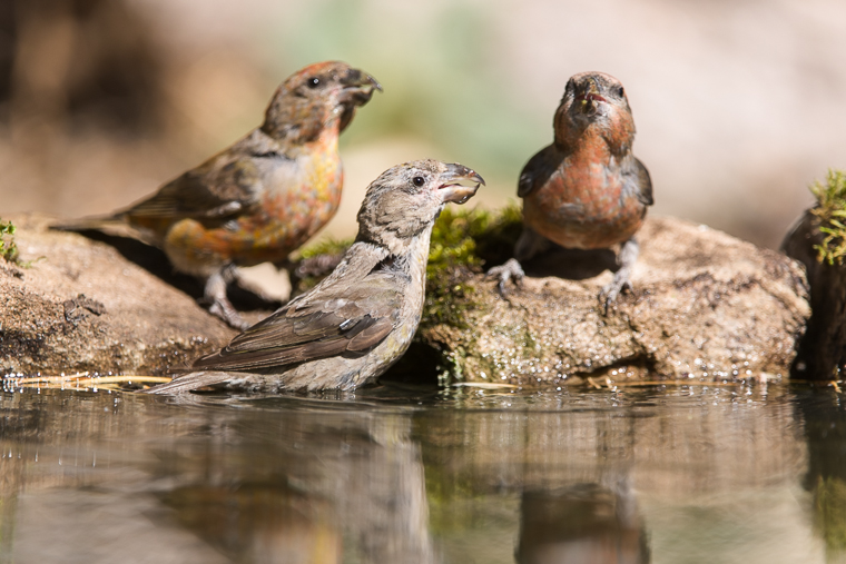 hide-trencapinyes-crossbill-piquituerto