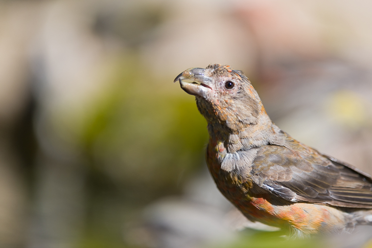 pl_hide_crossbill_piquituerto_trencapinyes_20
