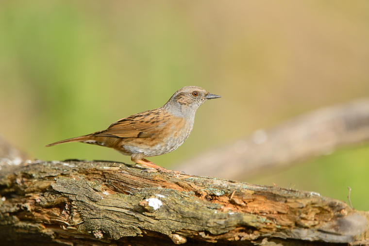 pl_hide_dunnock_acentor_comun_pardal_bardissa_02