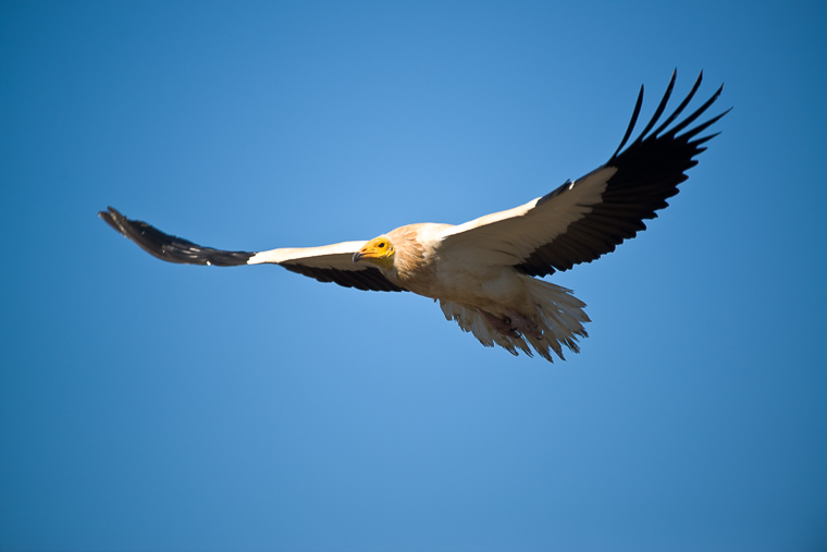  Egyptian Vulture. Vulture hides.