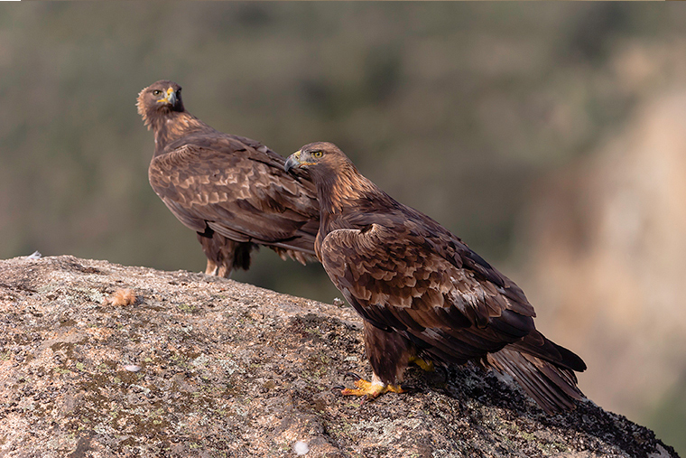 pl_hide_golden_eagle_aguila_real_daurada_03