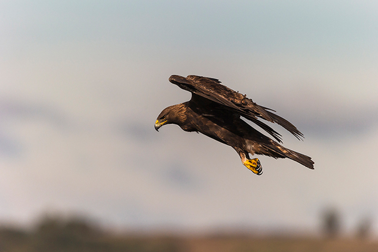 pl_hide_golden_eagle_aguila_real_daurada_11