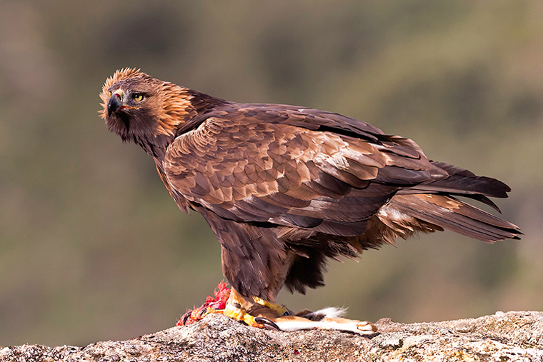 pl_hide_golden_eagle_aguila_real_daurada_13