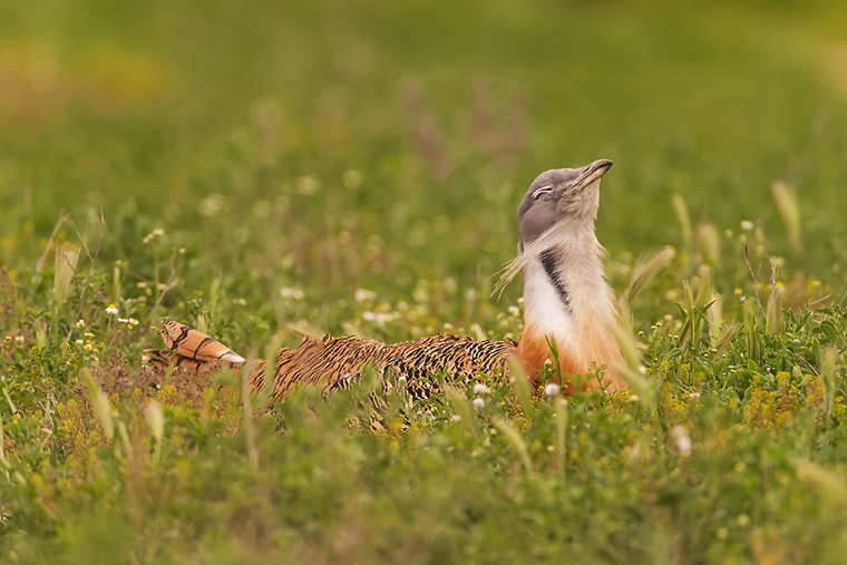 pl_hide_great_bustard_avutarda_pioc_salvatge_02