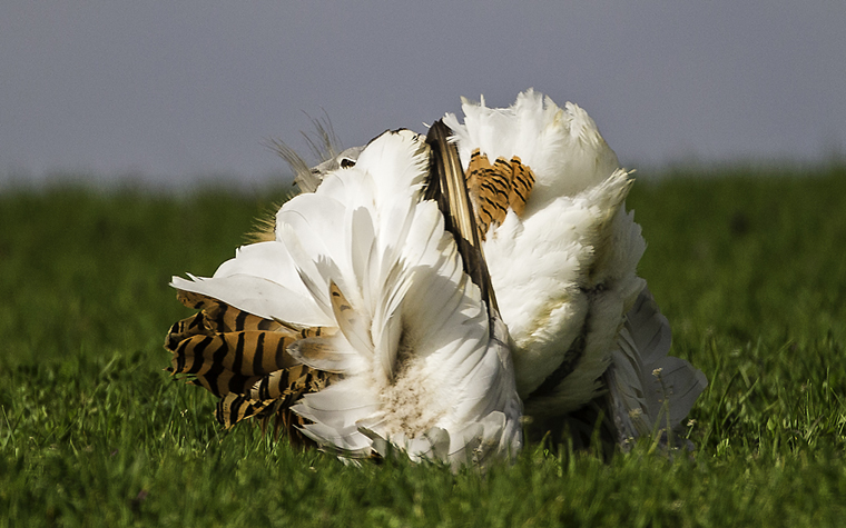 pl_hide_great_bustard_avutarda_pioc_salvatge_03