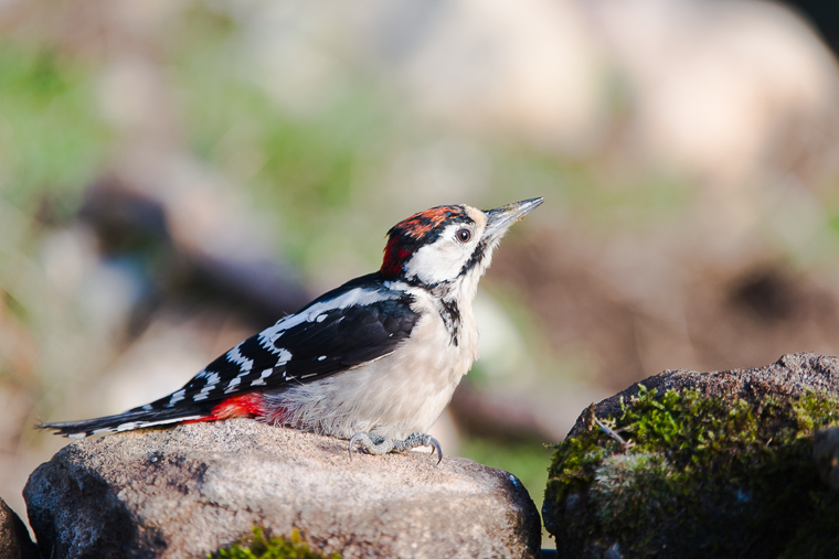 pl_hide_great_soptted_woodpecker_pico_picapino_pigot_garser_gros_13