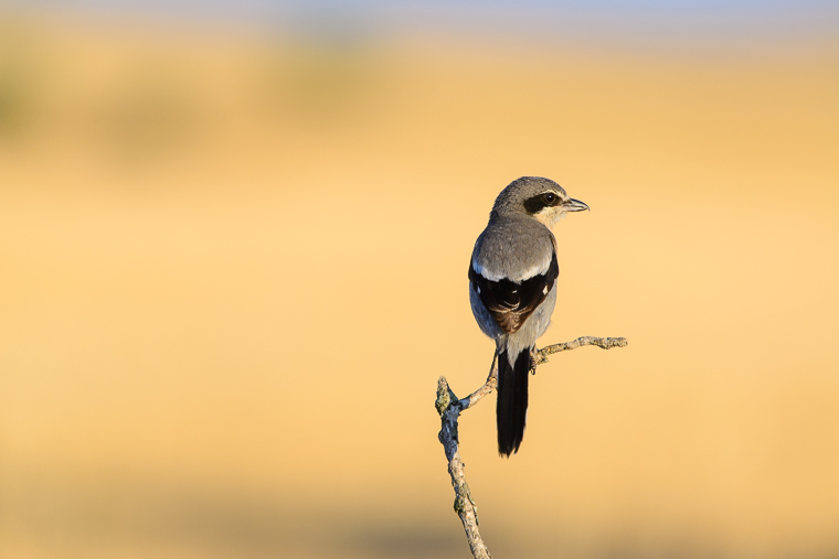 pl_hide_grey_shrike_alaudon_real_botxi_09