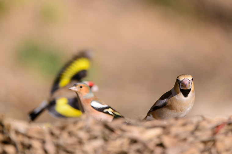 pl_hide_hawfinch_picogordo_durbec_05
