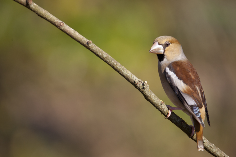pl_hide_hawfinch_picogordo_durbec_10