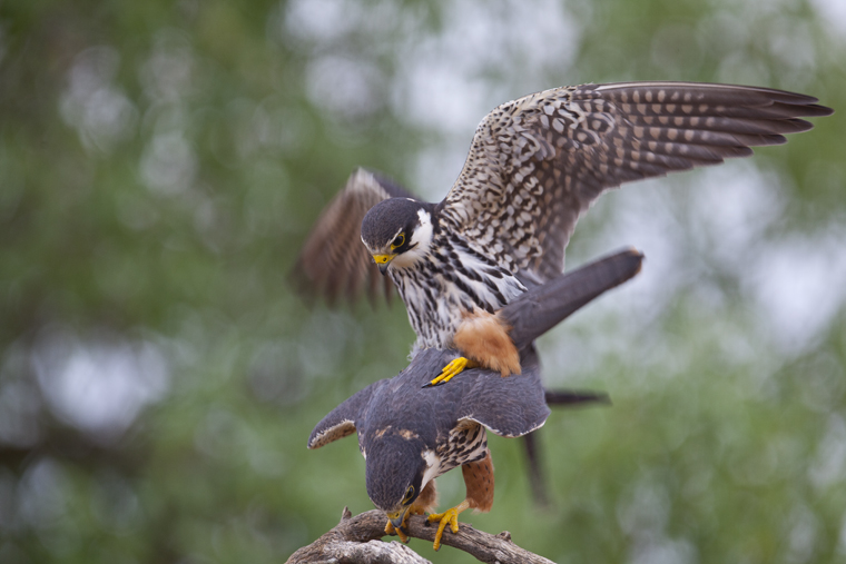 pl_hide_hobby_alcotan_falco_mostatxut_01