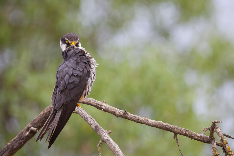 pl_hide_hobby_alcotan_falco_mostatxut_03