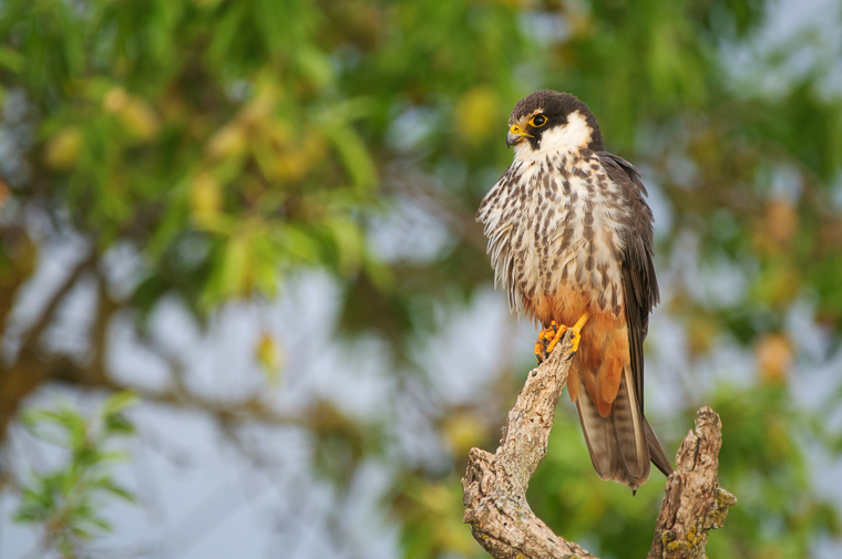 pl_hide_hobby_alcotan_falco_mostatxut_03(2)