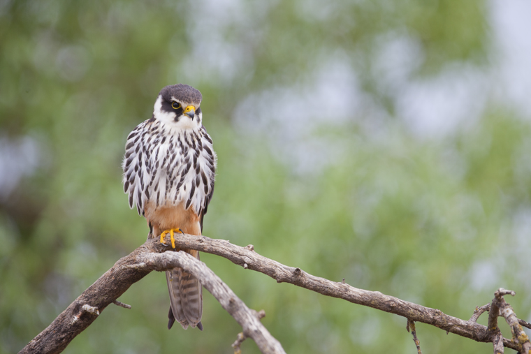 pl_hide_hobby_alcotan_falco_mostatxut_05