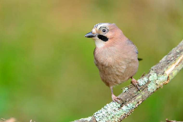 pl_hide_jay_arrendajo_gaig_02