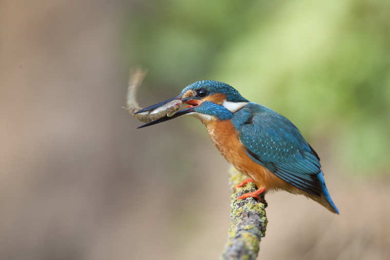 pl_hide_kingfisher_martin_pescador_blauet_01